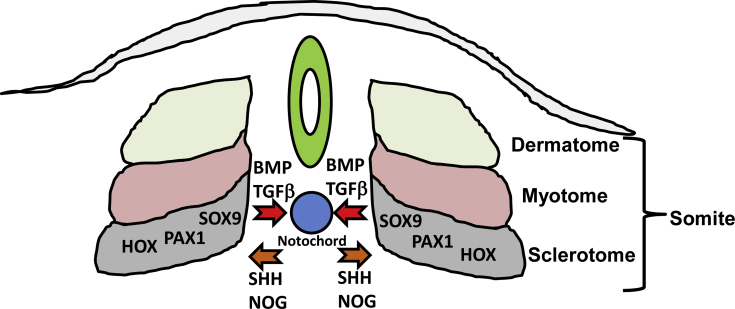 Fig. 1