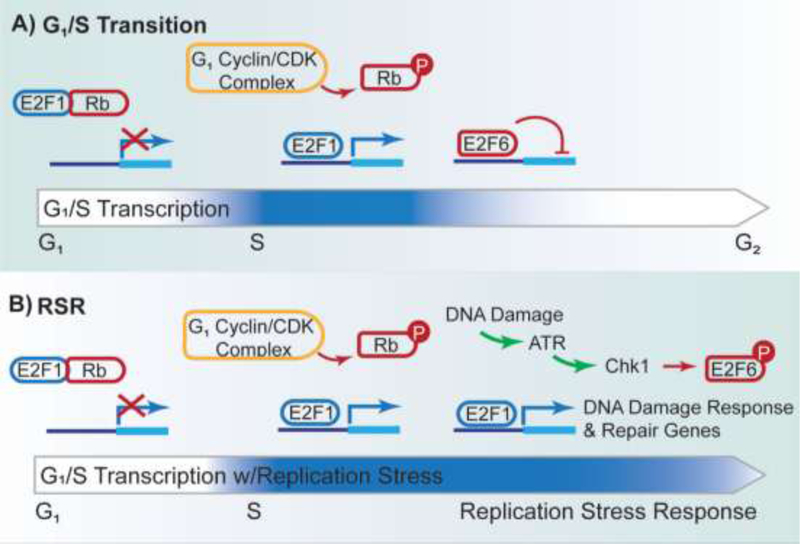 Figure 2: