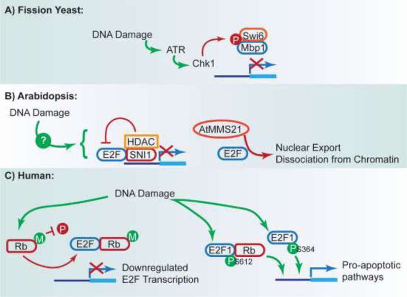 Figure 3: