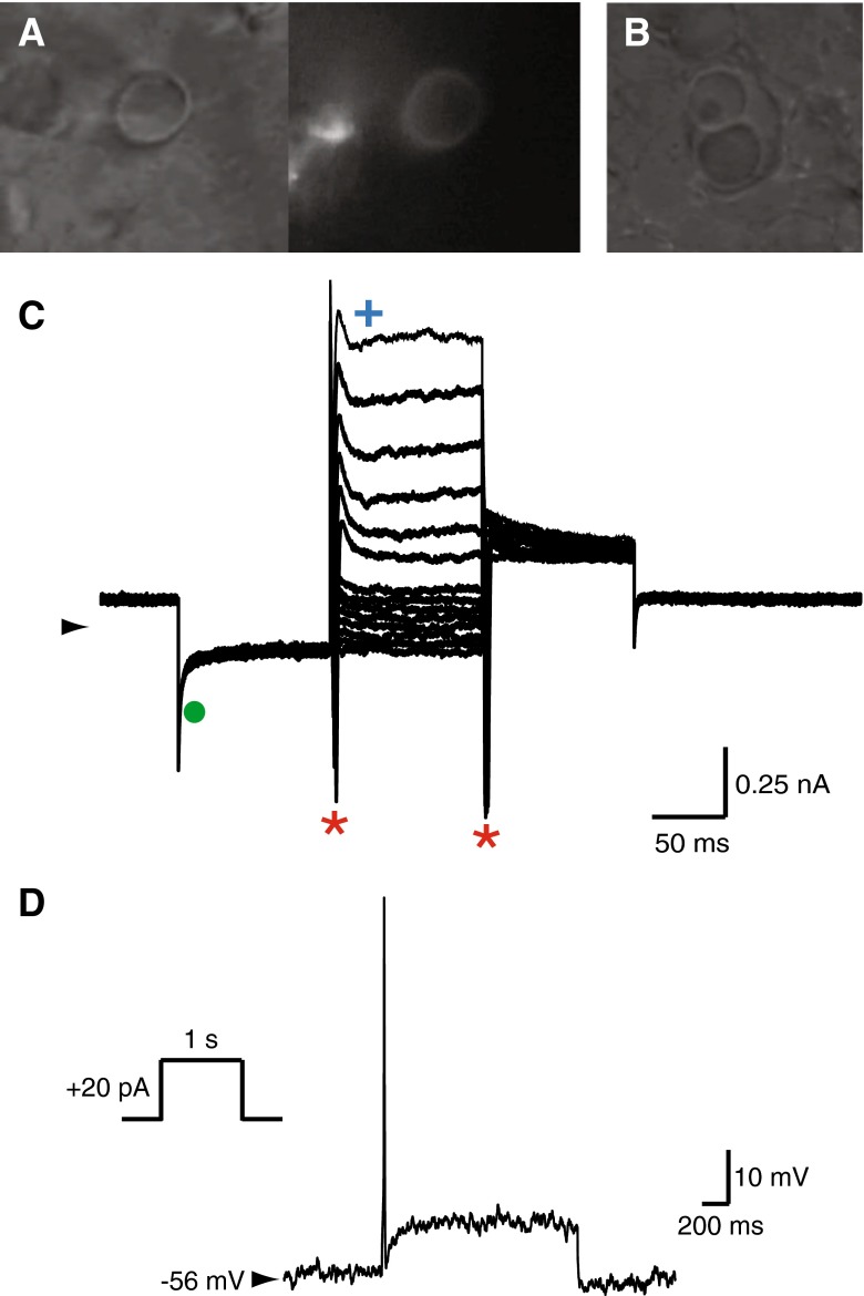 FIG. 5