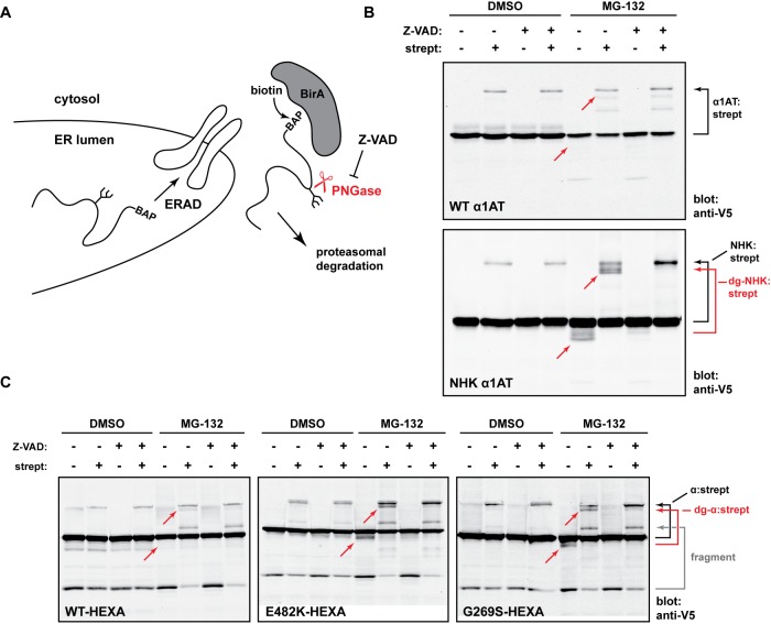 FIGURE 6: