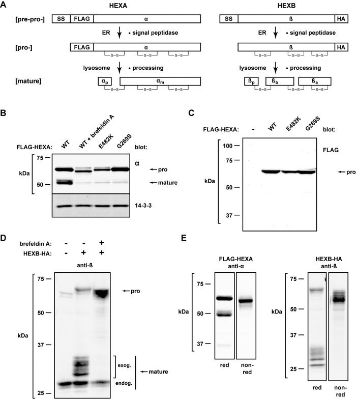 FIGURE 1: