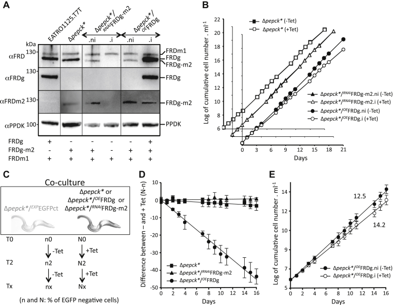 Figure 7