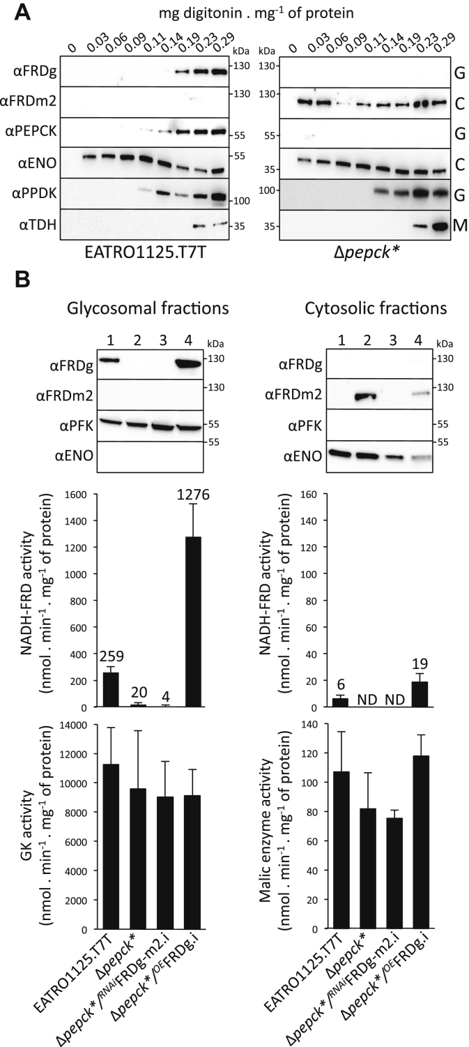 Figure 6