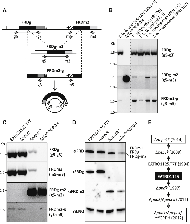 Figure 4