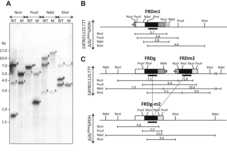 Figure 3