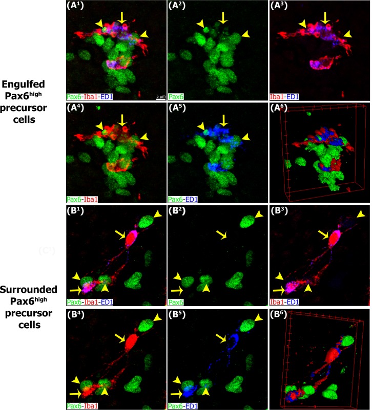 Fig 10