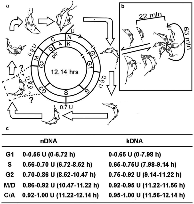 Figure 8.