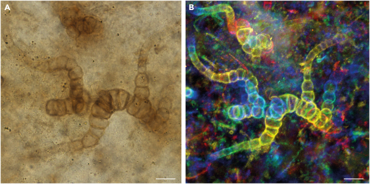 Figure 3