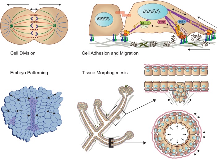 FIGURE 1: