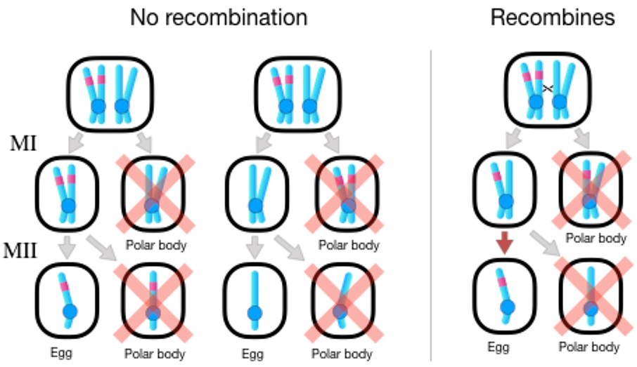 Figure 4: