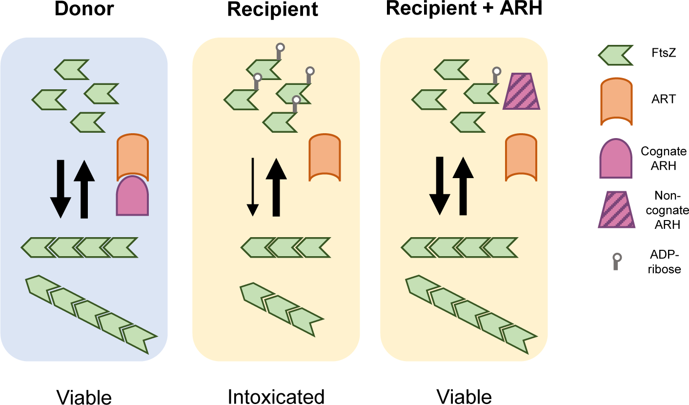 ART/ARH enzymes modulate FtsZ assembly.