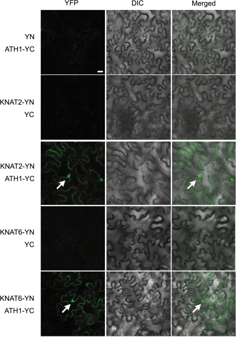 Fig. 6.