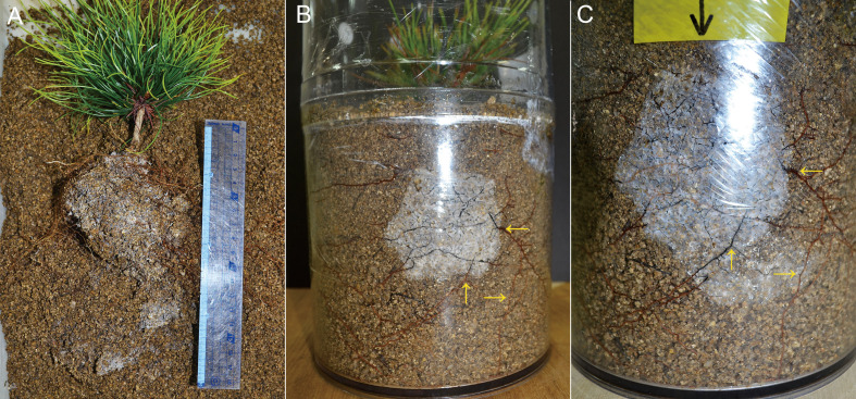 Fig. 3-Tricholoma matsutake. A: A large
shiro development by the spore inoculation to the previously
established ectomycorrhizae from a dikaryotic mycelial strain #84
in the 4 L pot soil, photographed Dec 2015. Please see Horimai et al. (2021) in the
details of experiment. B, C: Shiro development of strain #84 in
the 4 L pot soil, photographed Nov 2017 (B) and May 2018 (C).
Arrows with the same directions in B and C indicating the same
point in the pot soil show the shiro development in the lower area
of pot soil throughout the six months observation.