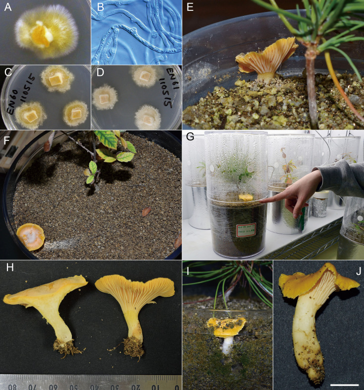 Fig. 1-Cantharellus anzutake. A: A colony
of strain C-18 on MNC agar plate, which was isolated from a
mycorrhizal root tip. B: Hyphae of strain C-18 showing clamp
connection and intracellular oily droplet. C, D: Colonies of
stains EN-60 and EN61 isolated from mycorrhizal root tips. E:
Fruiting of strain EN-61 associated with Pinus
densiflora host in a 250 mL pot, photographed Oct 2012.
F: Fruiting of strain EN-51 associated with Quercus
serrata host in a 4 L pot, photographed May 2015. Please
note the deposited basidiospores on the soil surface, which were
released form the basidioma. G, H: Fruiting of strain EN-61
associated with Pinus densiflora host in a 4 L
pot, photographed May 2015. I, J: Fruiting of strain C-23
associated with P. densiflora host in a 4 L pot,
photographed Aug 2021. In the details of experimental systems of
A-D and E-H, please see Ogawa et
al. (2019a) and Ogawa et
al. (2019b), respectively. Bar: 1
cm.