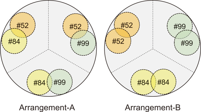 Fig. 2-Inoculation locations of Tricholoma
matsutake mycelium in the triple inoculation experiment
viewed from the top of the culture vessel (Horimai et al., 2020). Two configurations
(arrangement-A, arrangement-B) were set up in this experiment,
where three cultured strains were inoculated in a culture vessel
as three pairs (arrangement-A) or singly (arrangement-B). The
number in each circle of dashed line indicates the inoculated
strain. Dashed straight lines show where the soil was separated,
when the root system was measured, and the root tips were sampled
for fungal DNA analysis (typing of fugal genet). As a result, the
arrangement-A configuration showed significantly higher
ectomycorrhizal biomass than that of the arrangement-B
configuration. This figure is redrawn from Fig. 1 of Horimai et al. (2020).