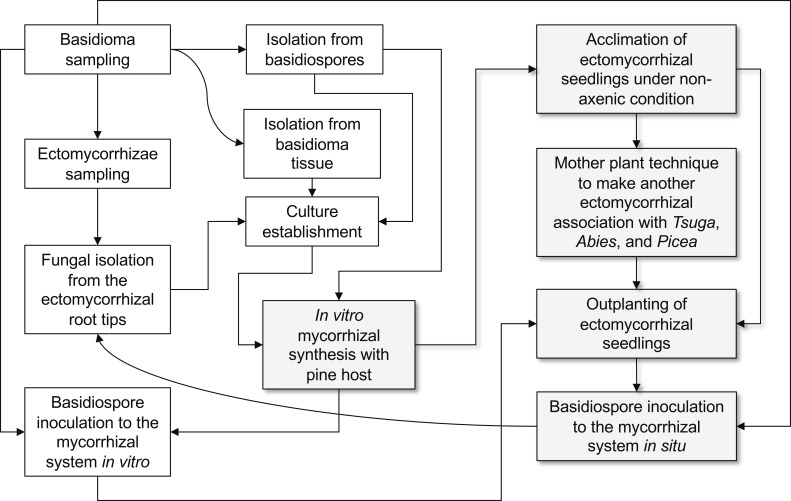 Fig. 5-Flowchart of experimental approach for the cultivation
of Tricholoma matsutake with host associations. The
highlight of pale gray color with shadow indicates the process under
mycorrhizal symbiotic state. Although T. matsutake
cannot be applicable crossbreeding experiments due to not fruiting
under experimental condition, the spore inoculation to the
mycorrhizal system substitutes in part the crossbreeding
experiments.