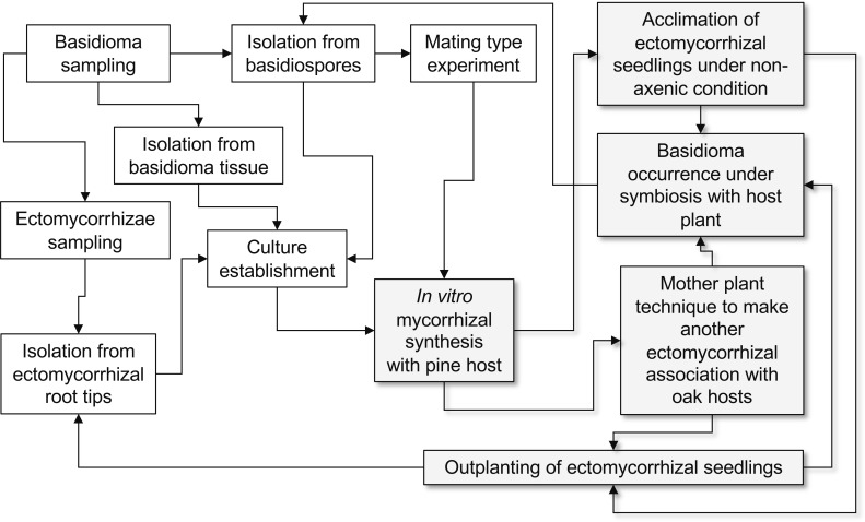 Fig. 4-Flowchart of experimental approach for the cultivation
of Cantharellus anzutake with host associations.
The highlight of pale gray color with shadow indicates the process
under mycorrhizal symbiotic state. As C. anzutake
fruits under experimental conditions, crossbreeding experiment can
be conducted as routine works.