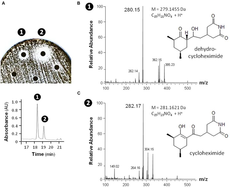 FIGURE 10