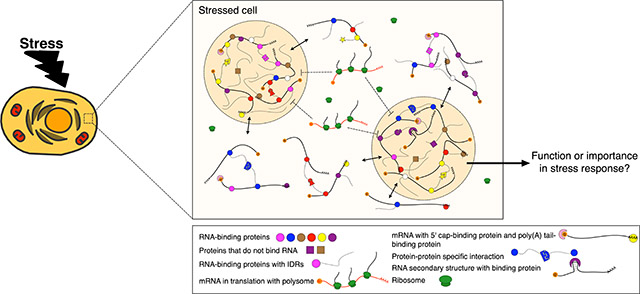 graphic file with name nihms-1008914-f0001.jpg