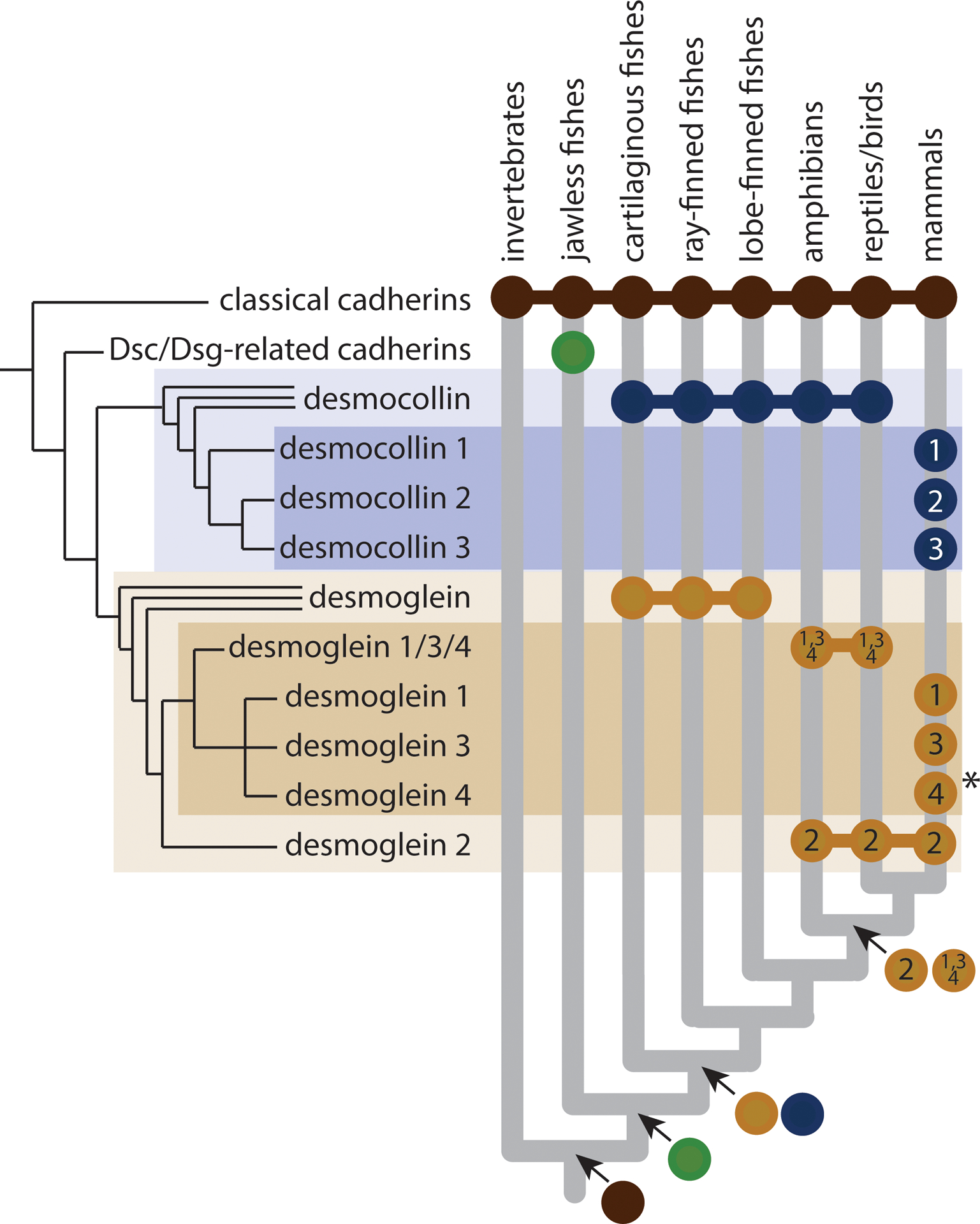 Figure 4: