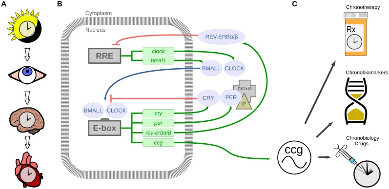 FIGURE 1