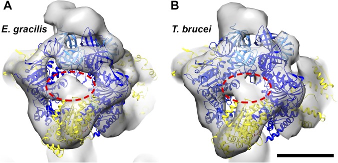 Fig. S6.