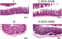 Microscope images show four histological sections labeled L, L-RES-HMB, H, and H-RES-HMB. Each section displays varying tissue structures. Labels indicate differences in treatment or condition. Scale bars are present, marked at 200 micrometers.