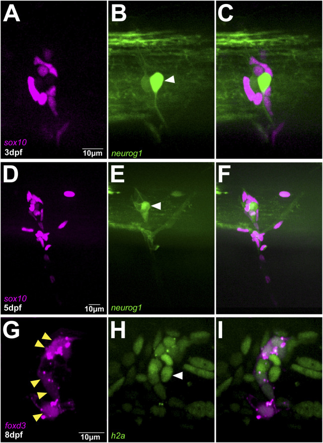 FIGURE 3