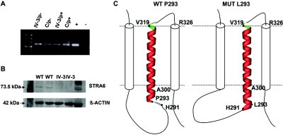 Figure  6. 