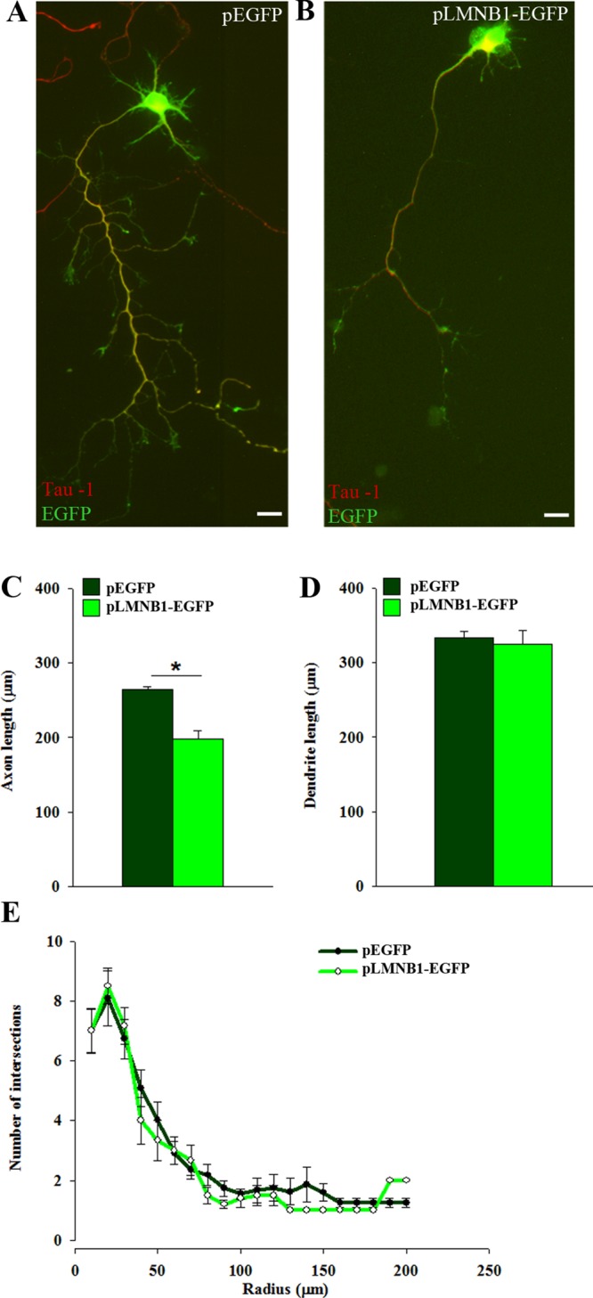 FIGURE 1: