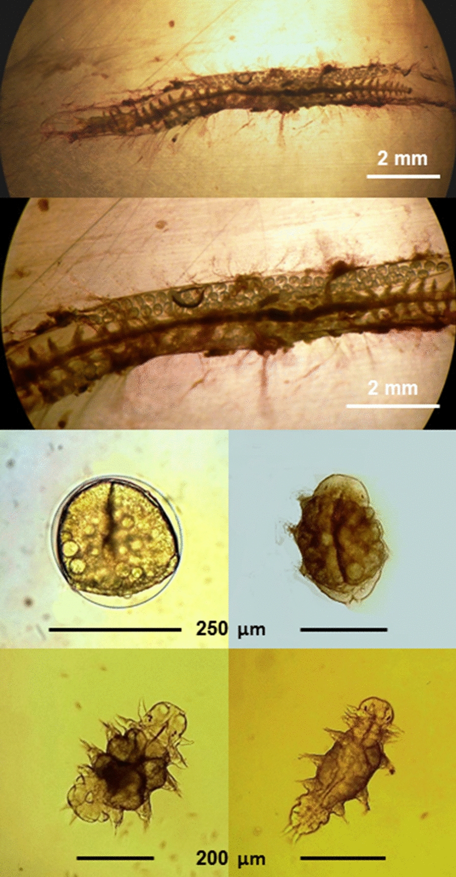Fig. 7