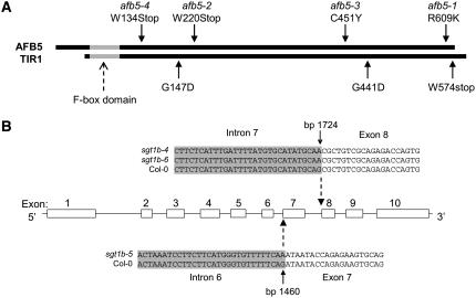 Figure 5.