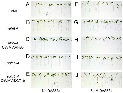 Figure 3.