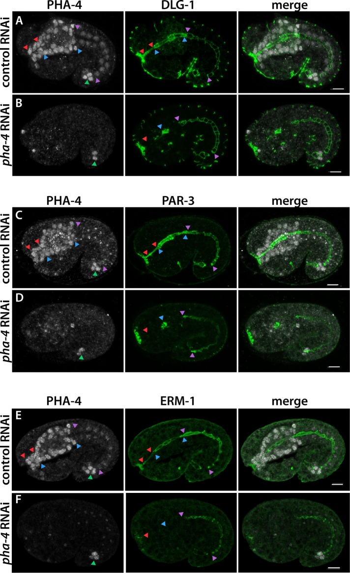 FIGURE 3: