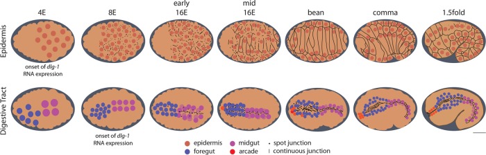 FIGURE 1: