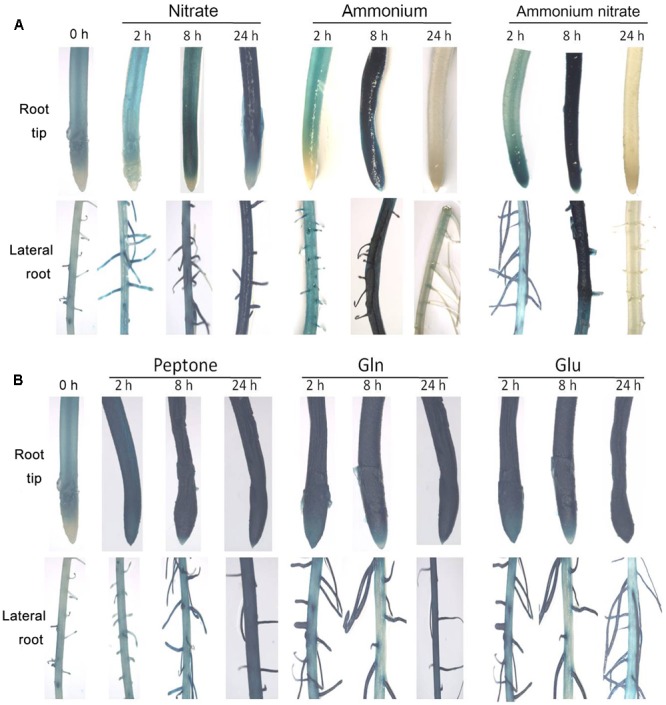 FIGURE 3