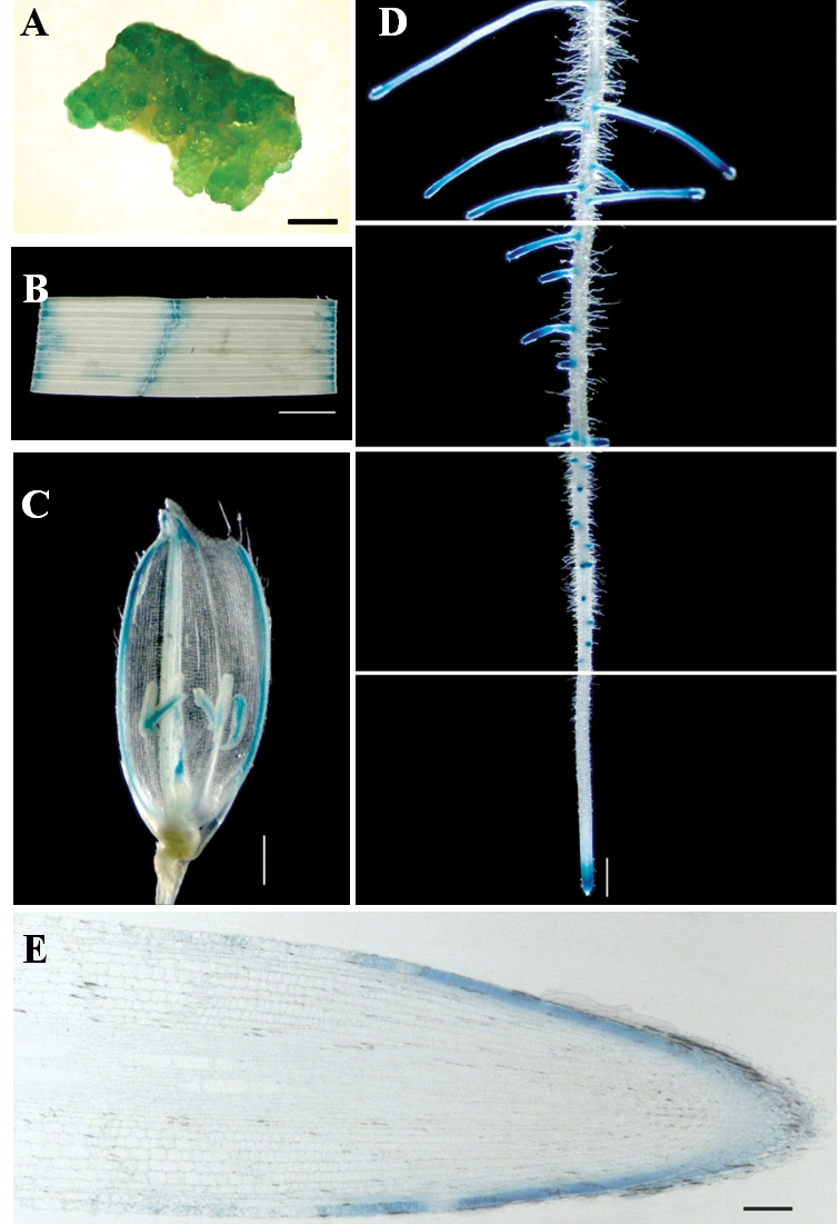 Fig. 8.