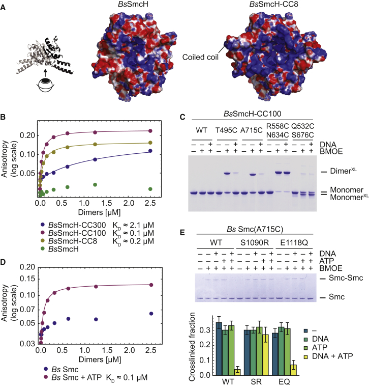 Figure 4