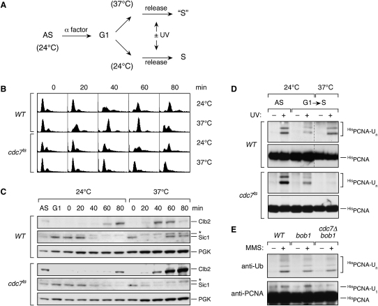 Figure 2