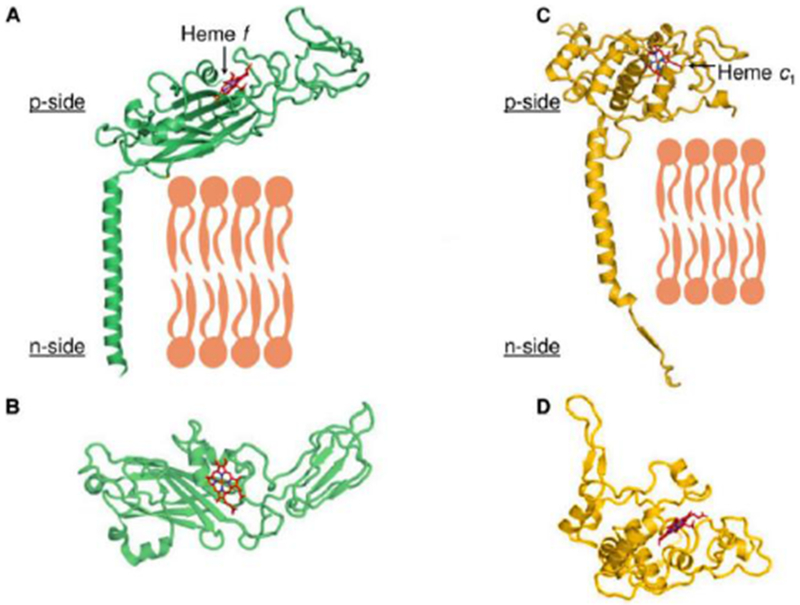 Structure-Function of the Cytochrome b6f Lipoprotein Complex: a ...