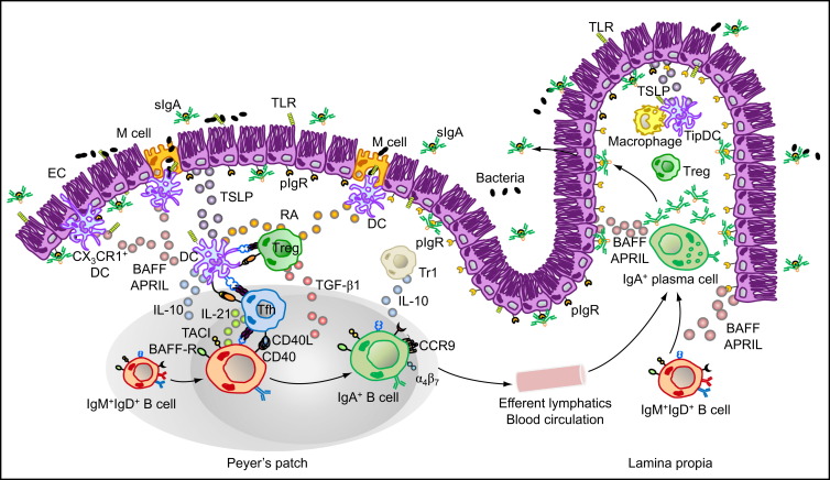 Figure 1