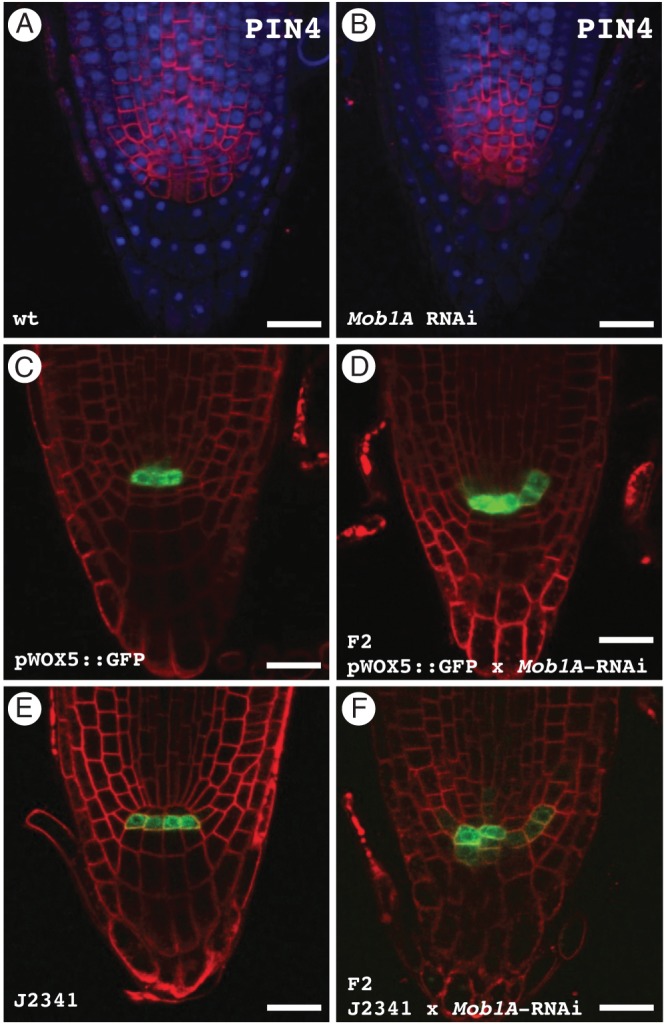 Fig. 7.