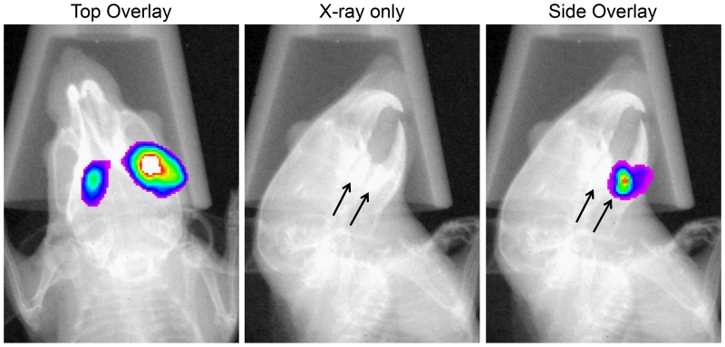 Fig. 7