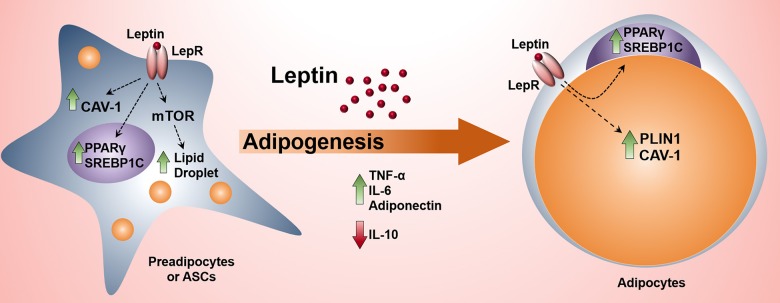 Graphical Abstract