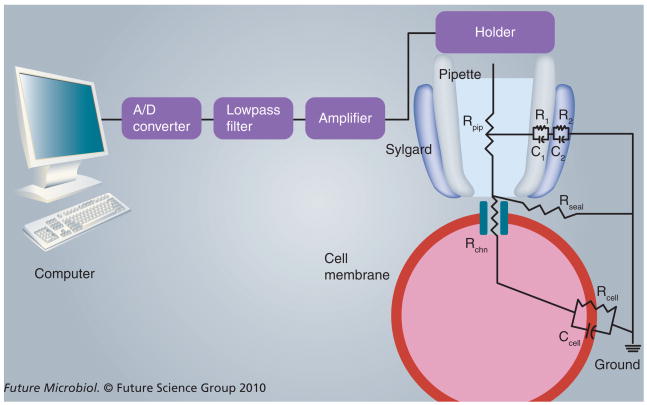 Figure 4