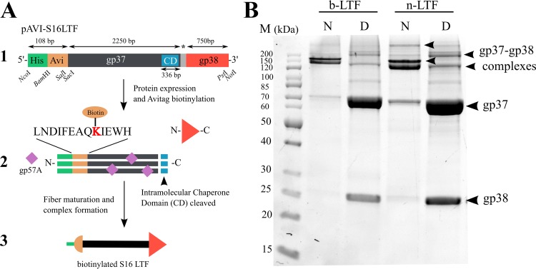 FIG 1