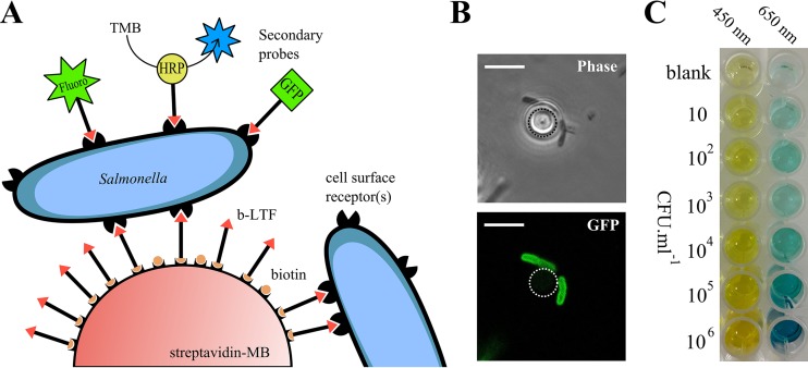 FIG 3