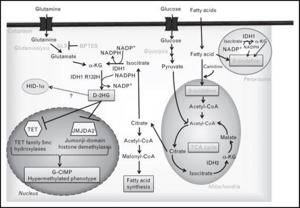 FIGURE 1