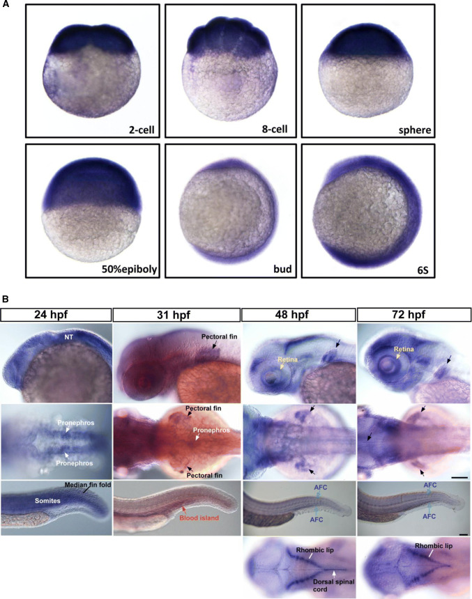 Fig. 1